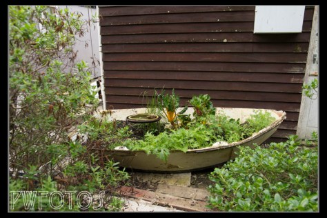 A creative use of an old dingy as a vege garden