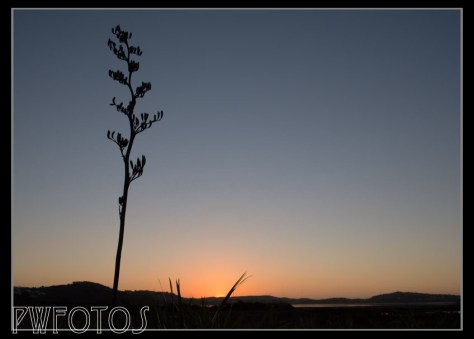 The 1000 day. Pauatahanui inlet at dusk