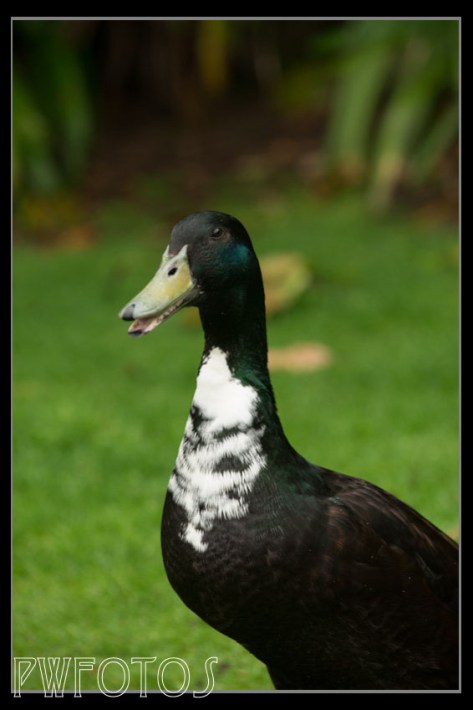 Thus guy was very talkative in trying to encourage us to feed him