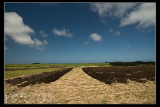 The seagulls were following the ploughing intently