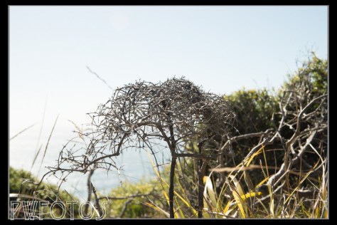 The environment on the Cape is very bleak and extreme and as a result the vegetation is stunted.