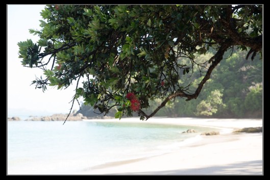 One of the things that is very attractive on Northland beaches are that the Pohutekawas grow right down to the sand. This is taken a Whale Bay