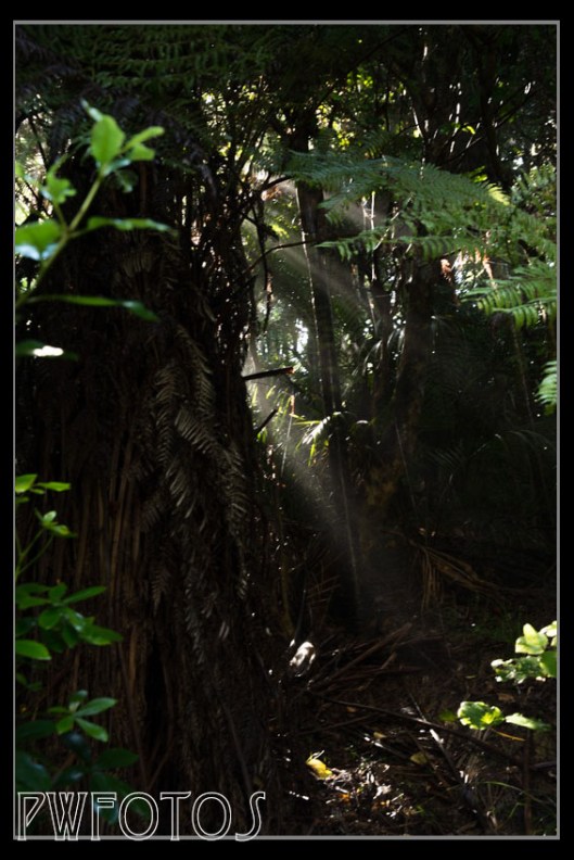 Light streams through dark bush