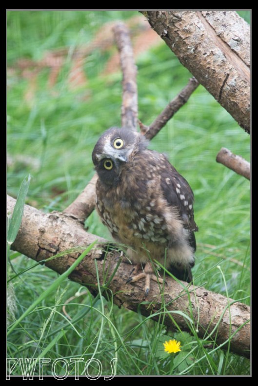 A Morepork (NZ Owl) gives a very quizzical look. These birds are normally nocturnal.