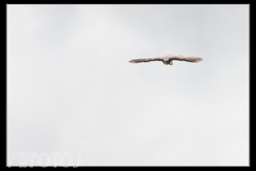 Not the sharpest of images as it is a crop of a much larger image