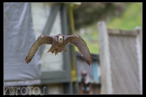 The falcon flew mainly from a perch on the building to the handler. Its flight went within inches of us each time. 