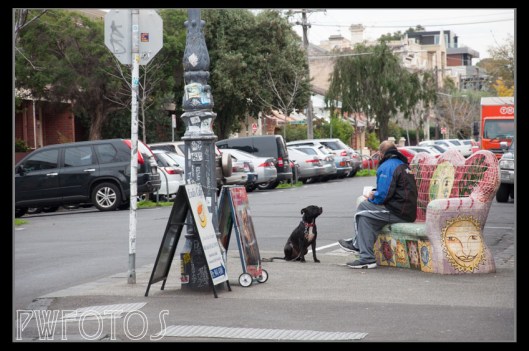 The dog is looking very expectantly of its master
