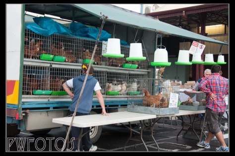 You can even buy birds either for laying eggs or for the pot