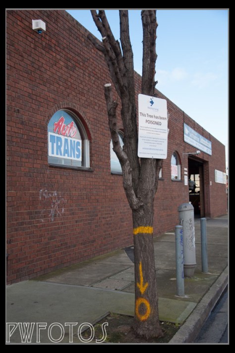 Trees are taken very seriously