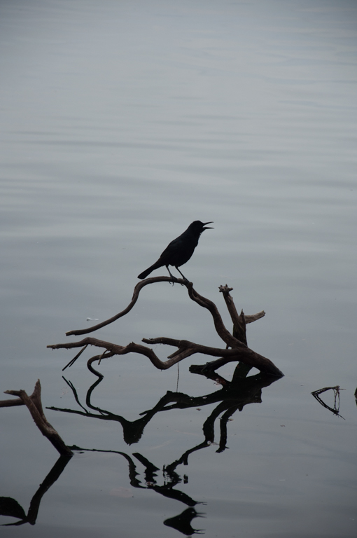 0218_l1_s_shilloette